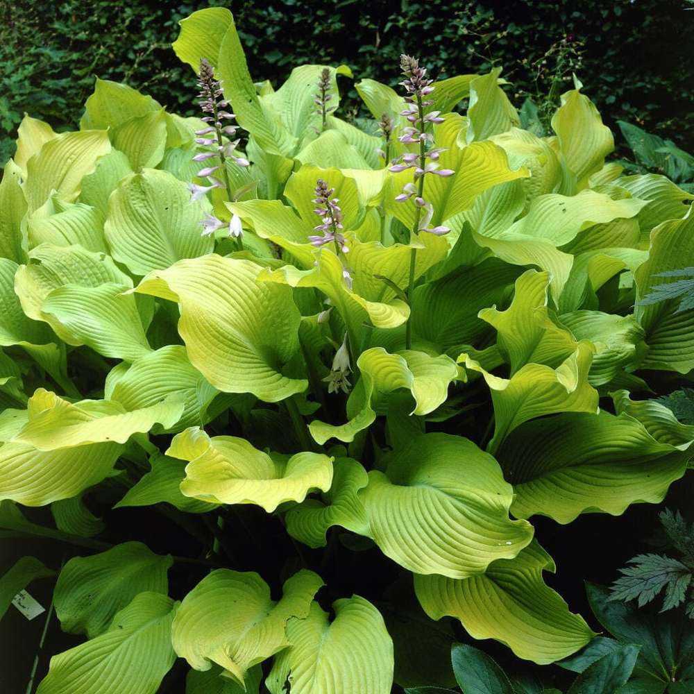 Hosta 'August Moon'